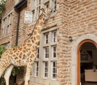 A visitor in your window!